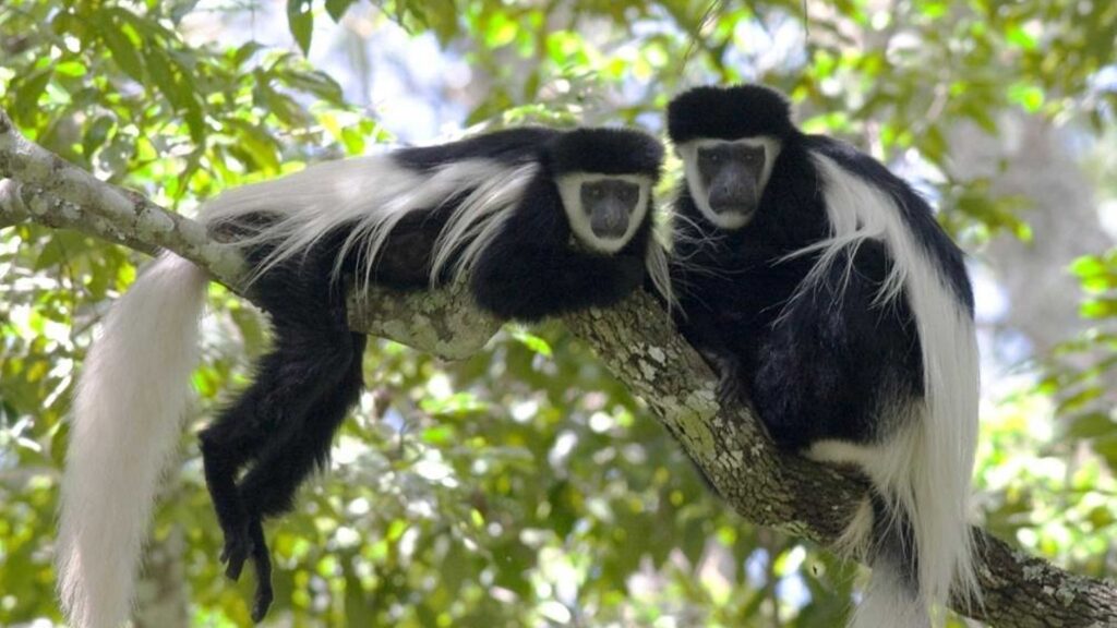 Colobus Conservative